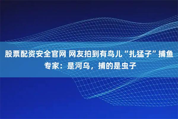股票配资安全官网 网友拍到有鸟儿“扎猛子”捕鱼 专家：是河乌，捕的是虫子